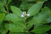 <strong>Acanthus ilicifolius - Ramon, Laurence - 52</strong><br />© Ramon, Laurence